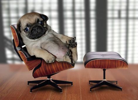 animals_1116.jpg