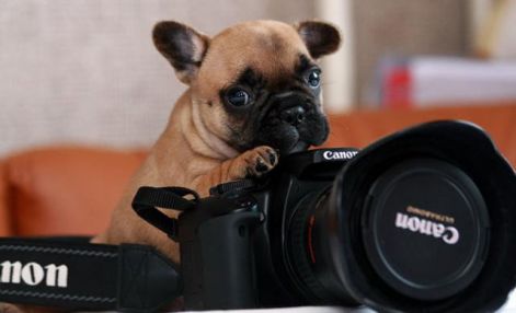 animals_1118.jpg